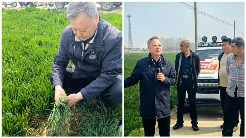 原石家庄市农技推广中心研究员 何建永