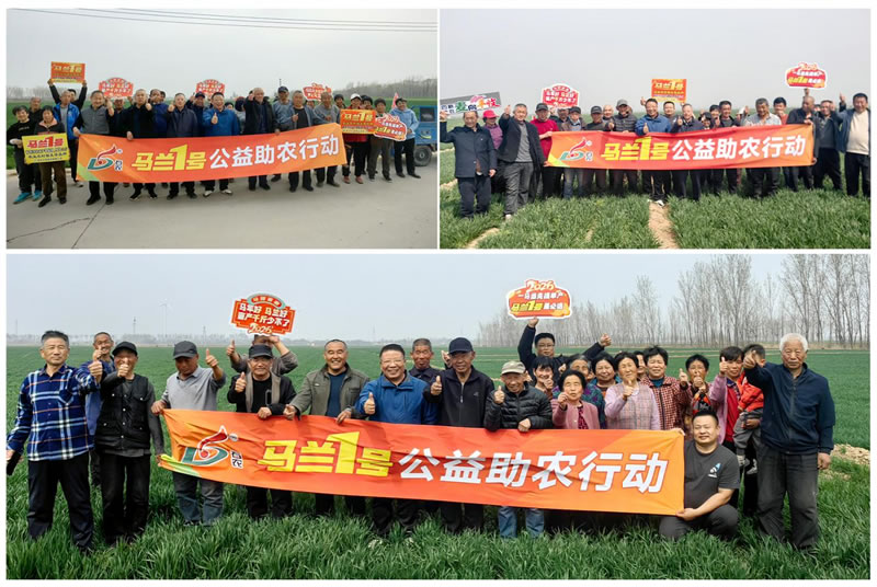 四新助农 麦向丰收